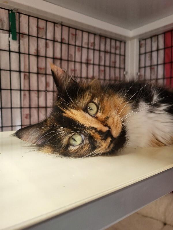 Enlarge Yuna, a Adoptable Domestic Long Hair in Diamond Springs, CA image 2/4
