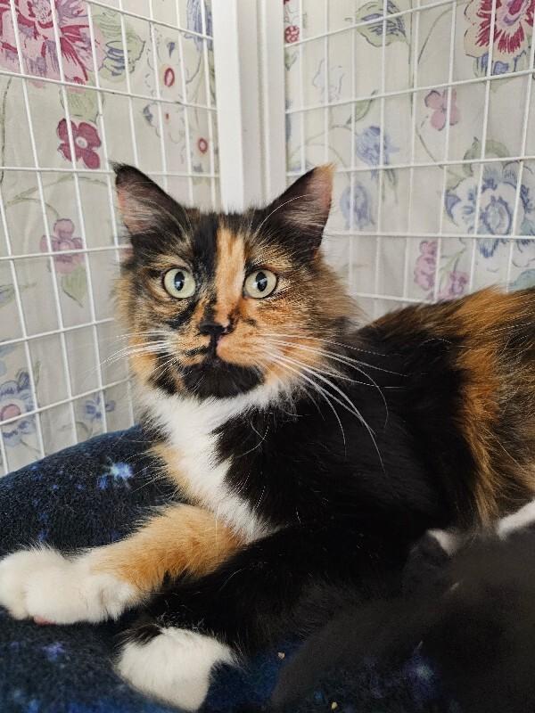 Enlarge Yuna, a Adoptable Domestic Long Hair in Diamond Springs, CA image 3/4