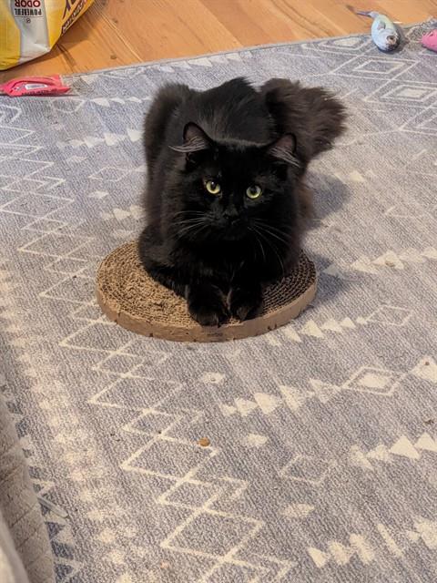 Enlarge WINSTON, a Adoptable Domestic Medium Hair in Aurora, CO image 1/1