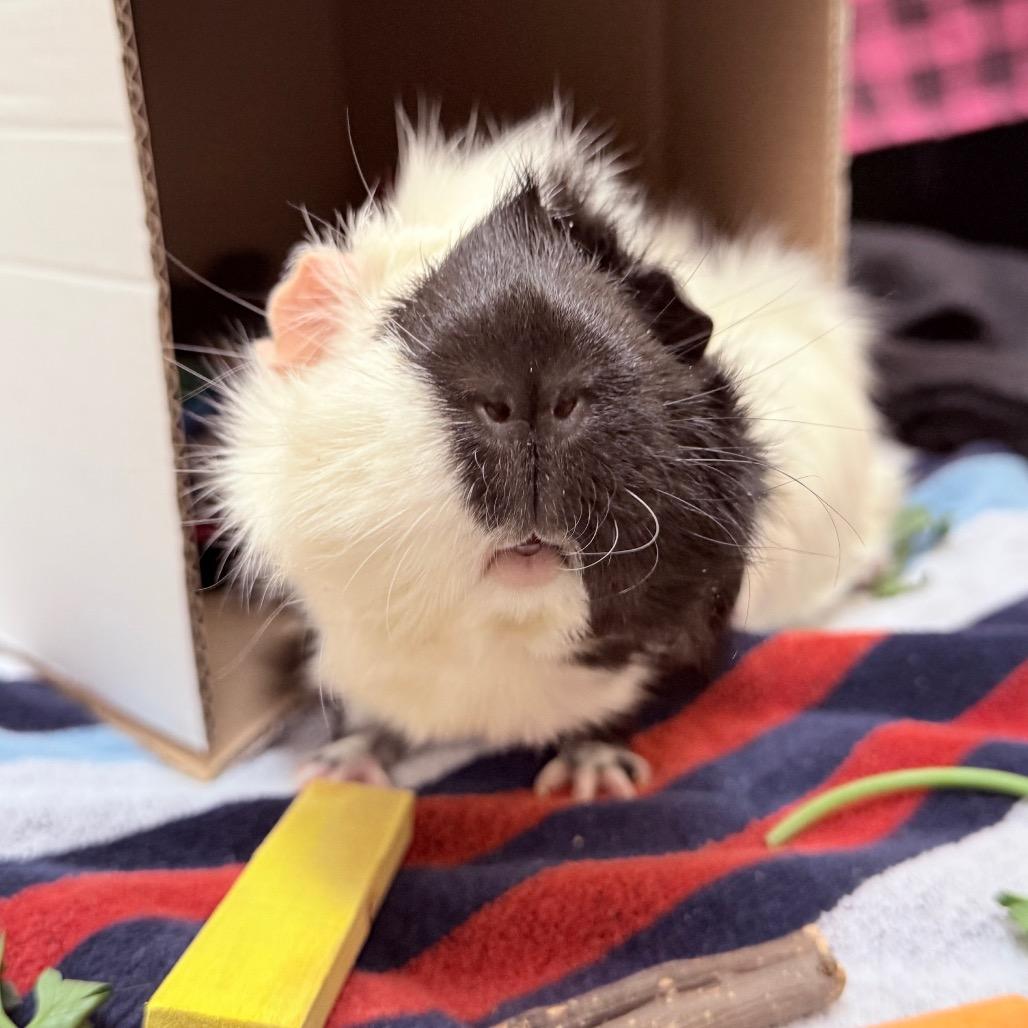 Marshmallow-In Foster- See My Video!, Adoptable, Adult Female Guinea Pig.
