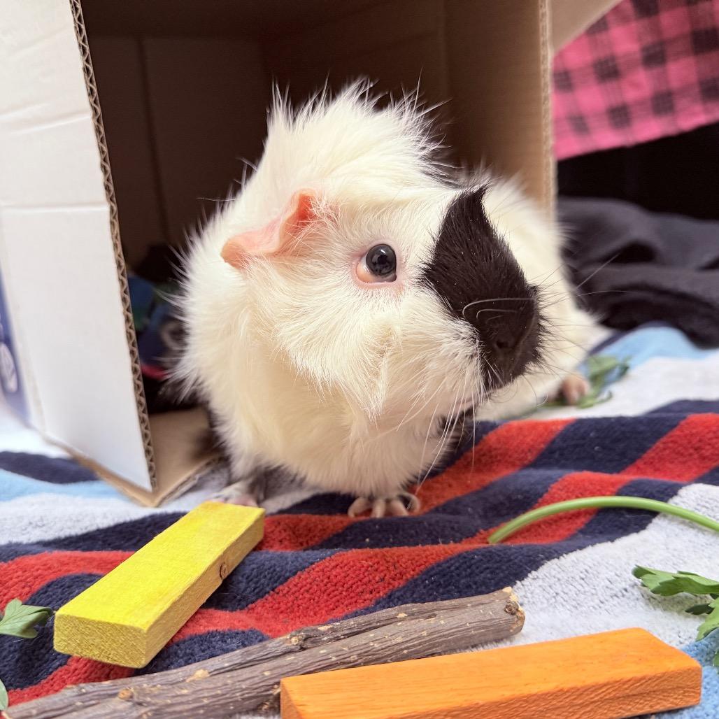Enlarge Marshmallow-In Foster- See My Video!, a Adoptable Guinea Pig in Springfield, MA image 3/3