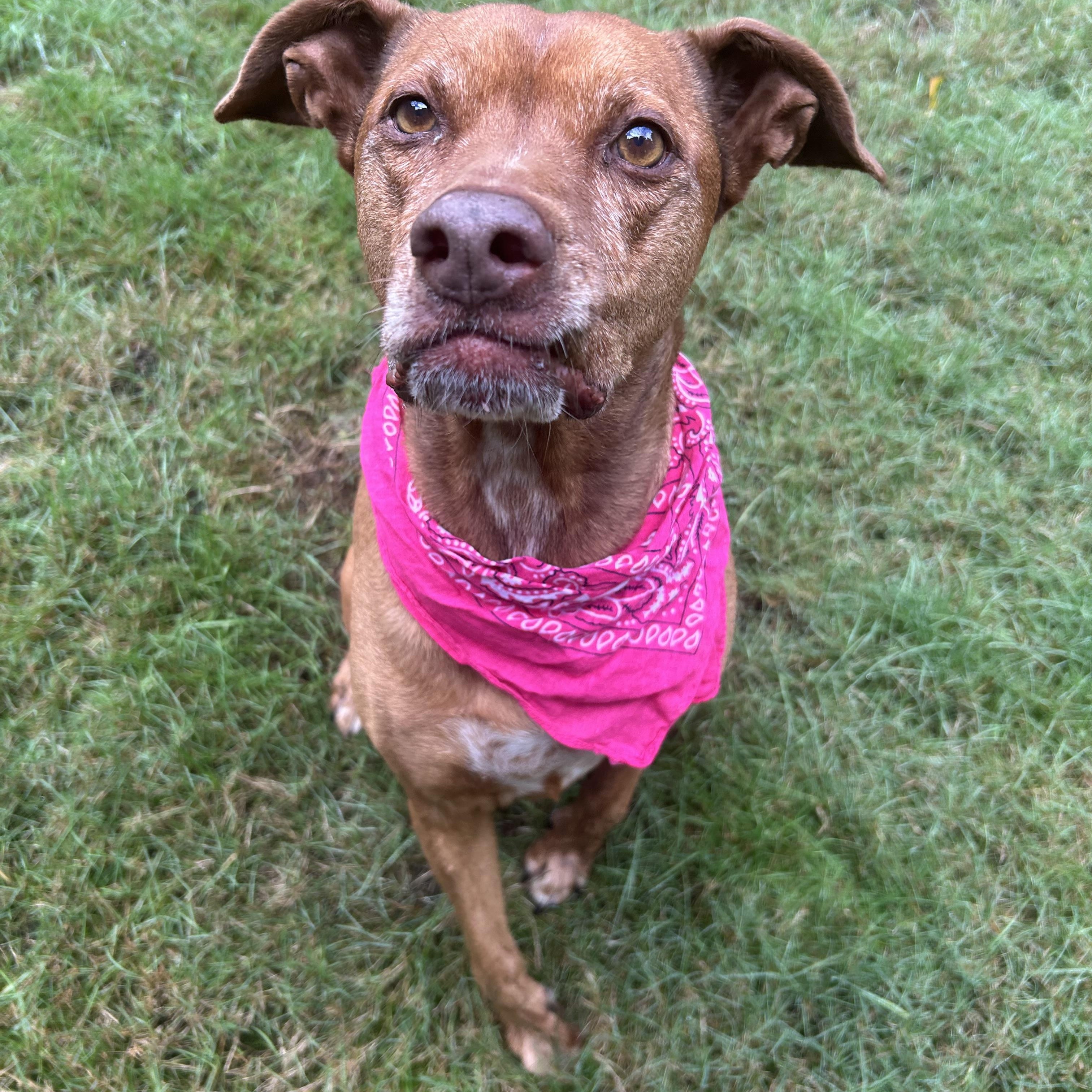 Marley, a Adoptable mixed breed in Port Angeles, WA image 4/6