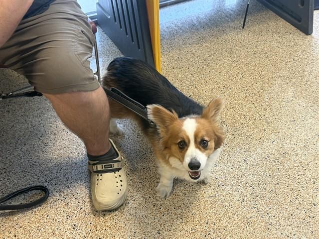 MIDNA, Adoptable, Adult Female Cardigan Welsh Corgi.