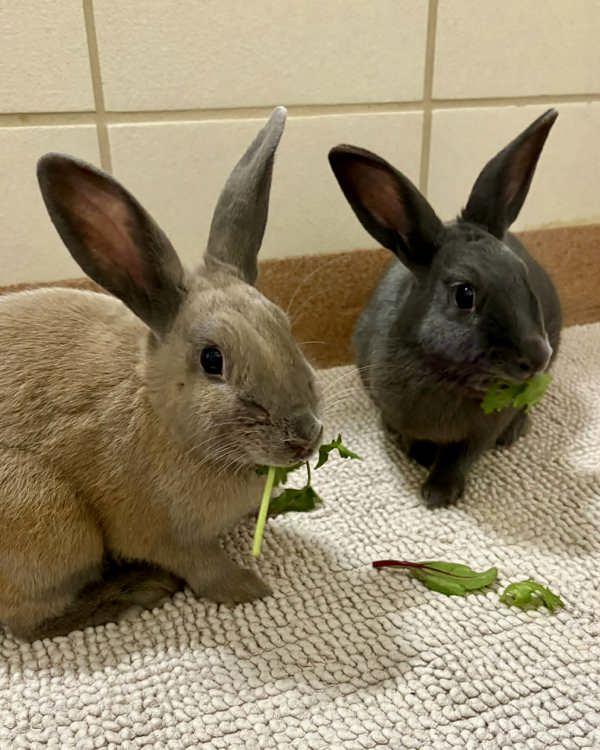 Enlarge Olivia & Spencer, a Adoptable mixed breed in Novato, CA image 2/6