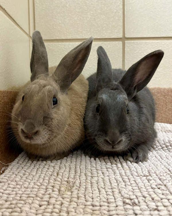 Enlarge Olivia & Spencer, a Adoptable mixed breed in Novato, CA image 3/6