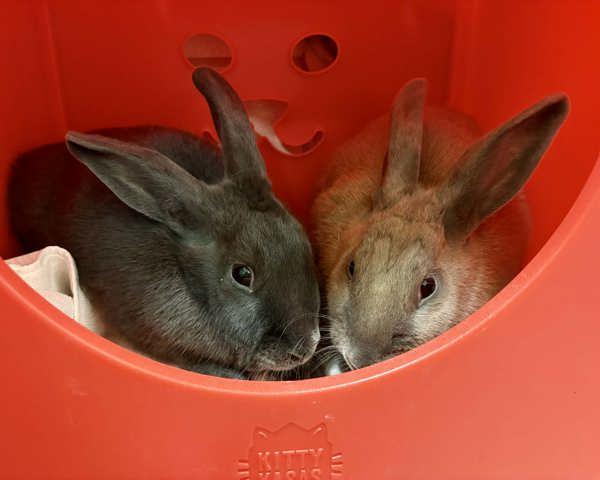 Enlarge Olivia & Spencer, a Adoptable mixed breed in Novato, CA image 4/6