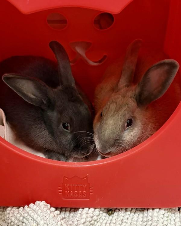 Enlarge Olivia & Spencer, a Adoptable mixed breed in Novato, CA image 6/6