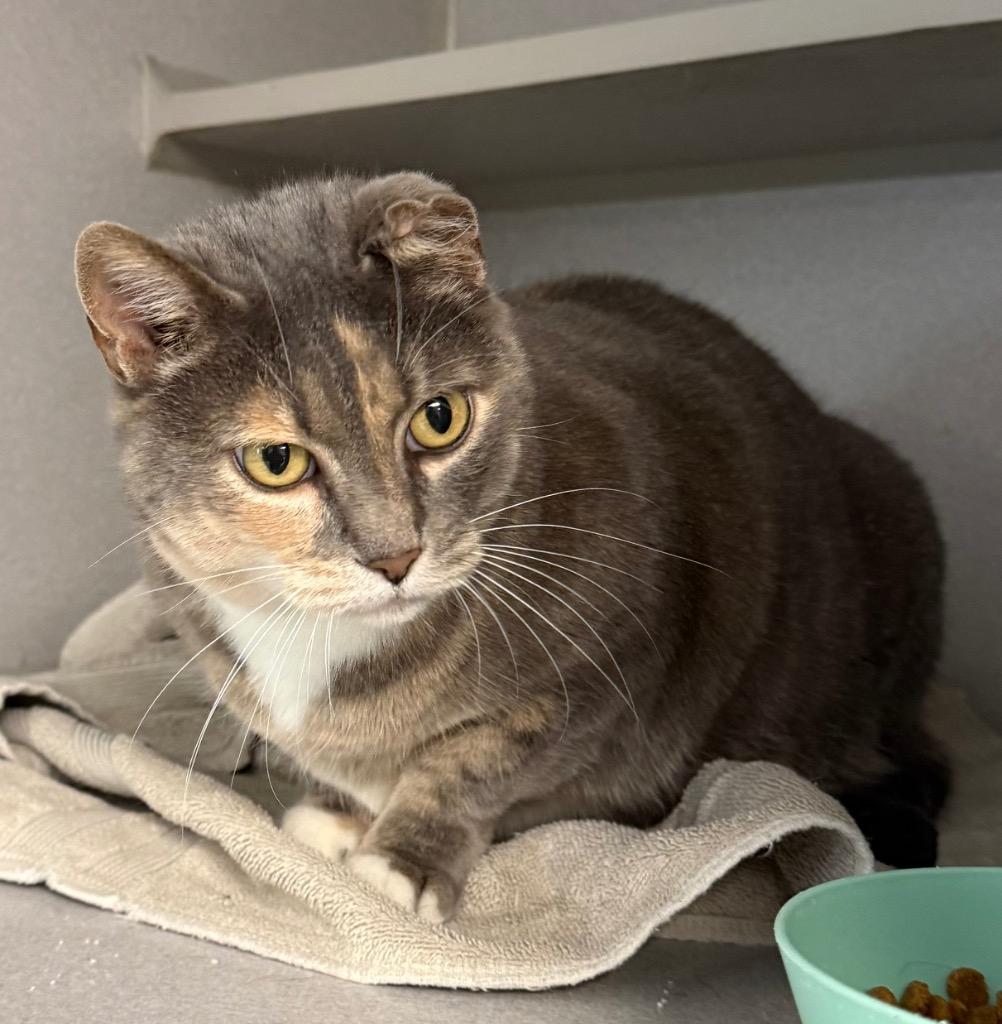 Enlarge Tabby, a Adoptable mixed breed in Greencastle, IN image 1/1