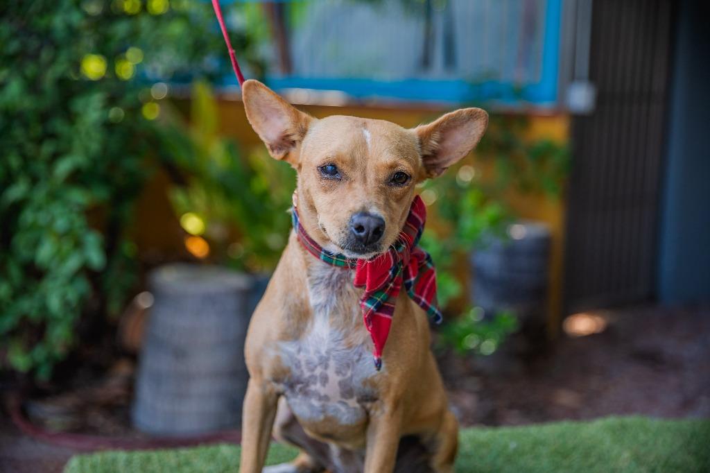 Dolly, a Adoptable mixed breed in Anacortes, WA image 3/6