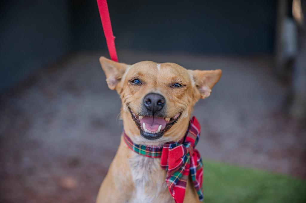 Dolly, a Adoptable mixed breed in Anacortes, WA image 5/6