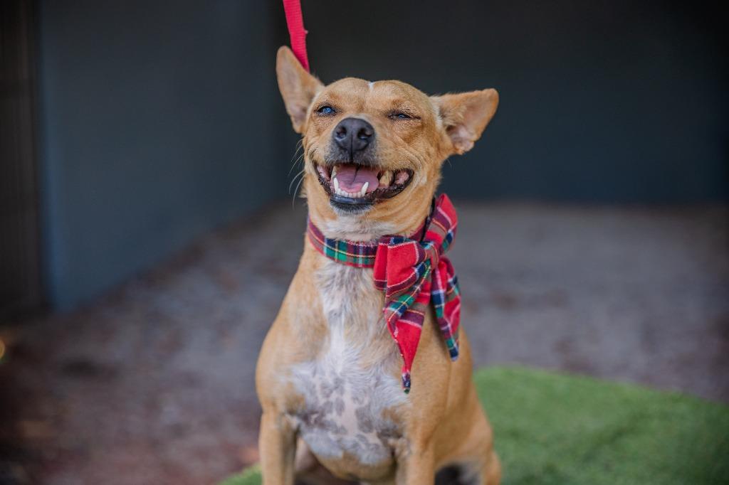 Enlarge Dolly, a Adoptable mixed breed in Anacortes, WA image 3/6