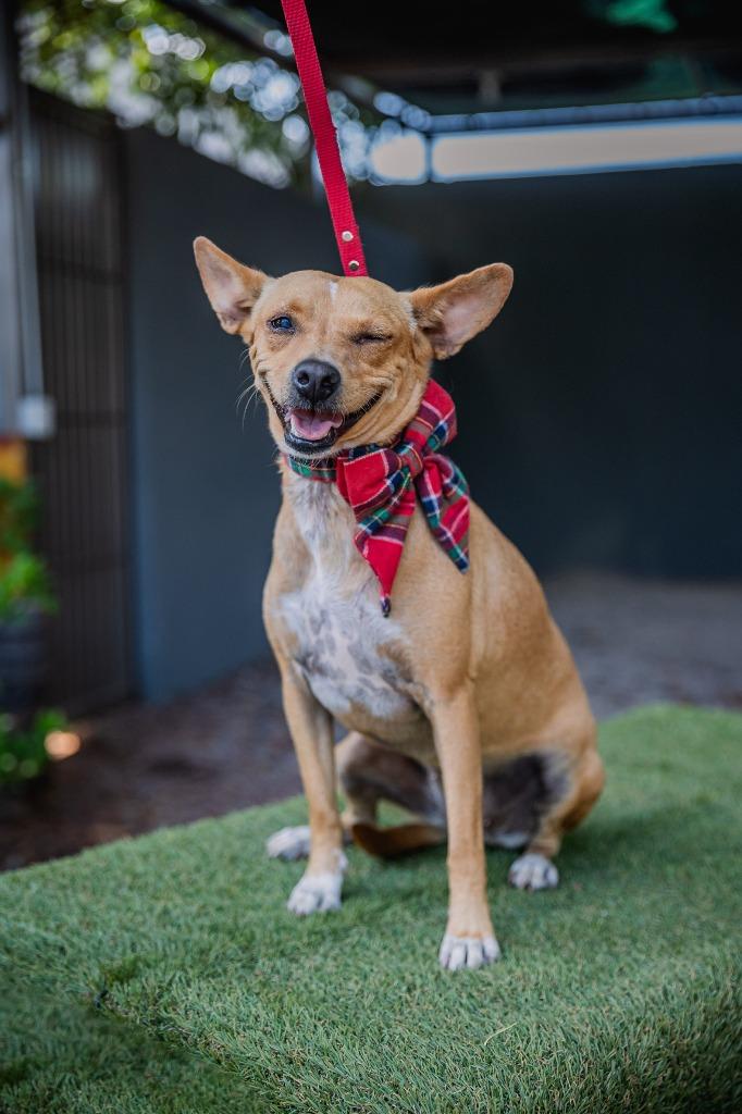 Enlarge Dolly, a Adoptable mixed breed in Anacortes, WA image 4/6