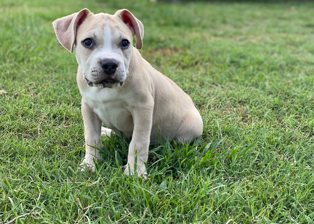 Enlarge Cole, a Adopted mixed breed in Grandy, NC image 1/6