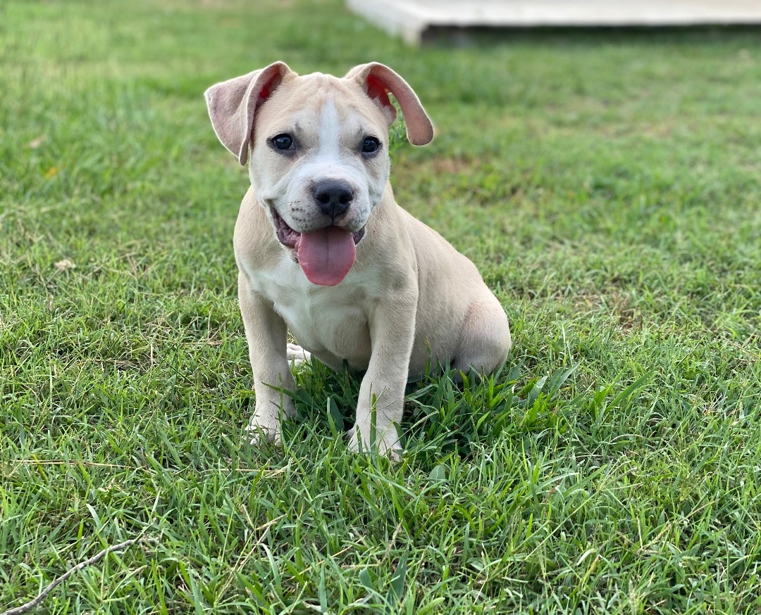 Enlarge Cole, a Adopted mixed breed in Grandy, NC image 2/6