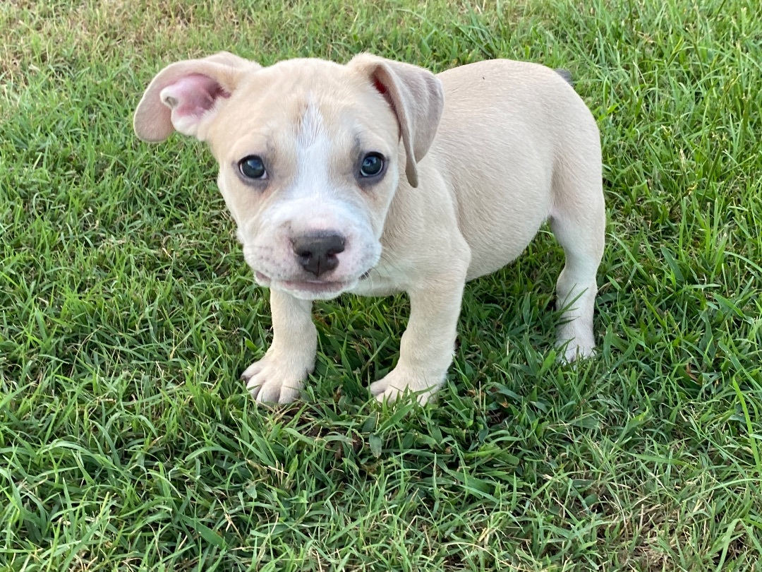 Enlarge Cole, a Adopted mixed breed in Grandy, NC image 3/6