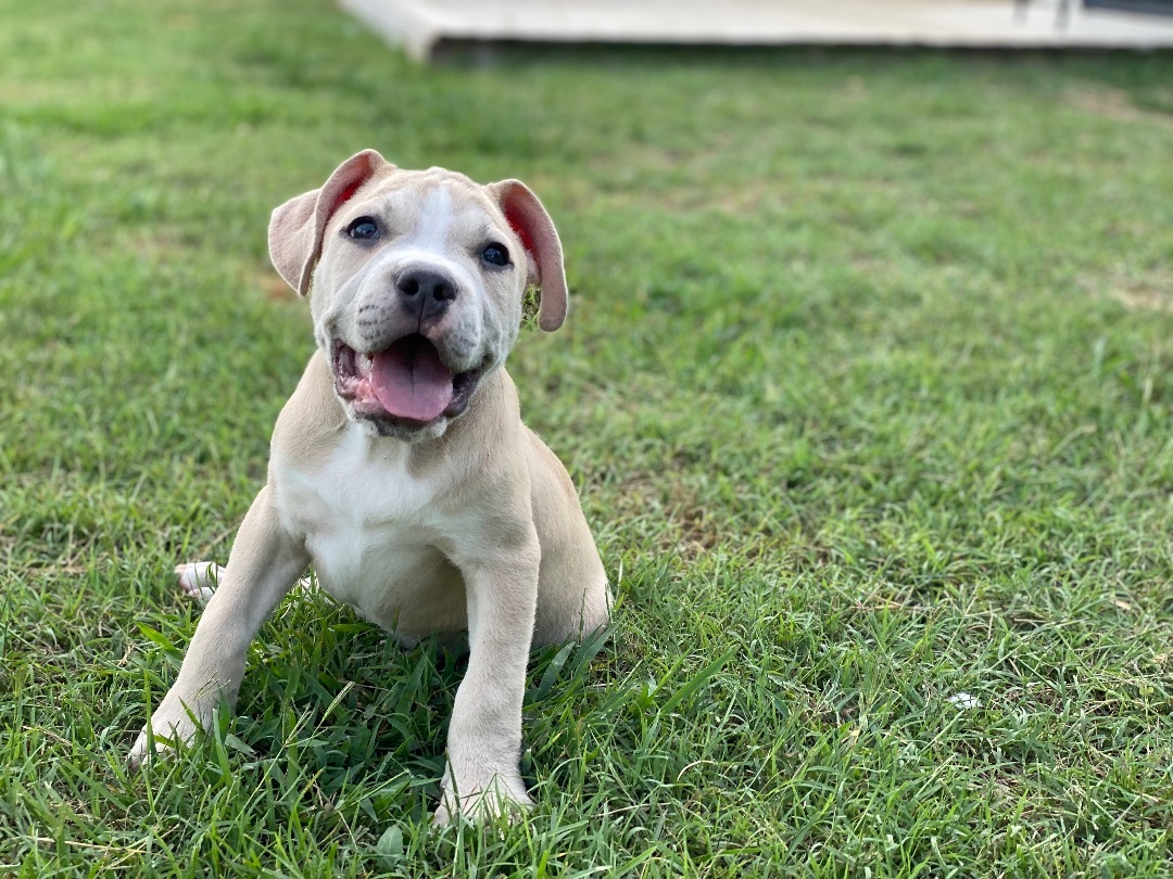 Enlarge Cole, a Adopted mixed breed in Grandy, NC image 4/6
