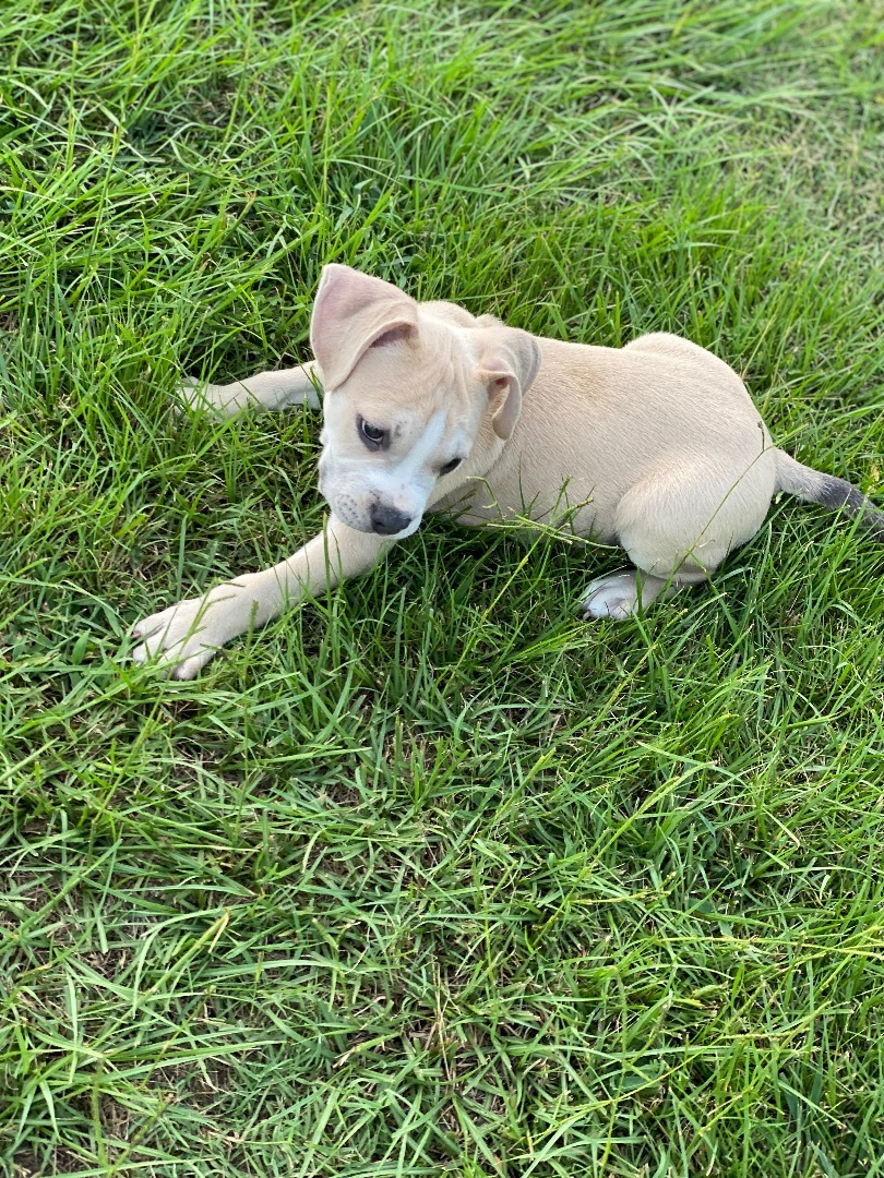Enlarge Cole, a Adopted mixed breed in Grandy, NC image 5/6