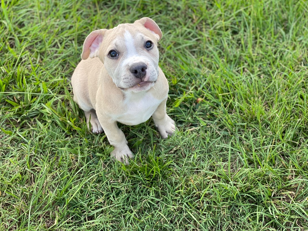 Enlarge Cole, a Adopted mixed breed in Grandy, NC image 6/6
