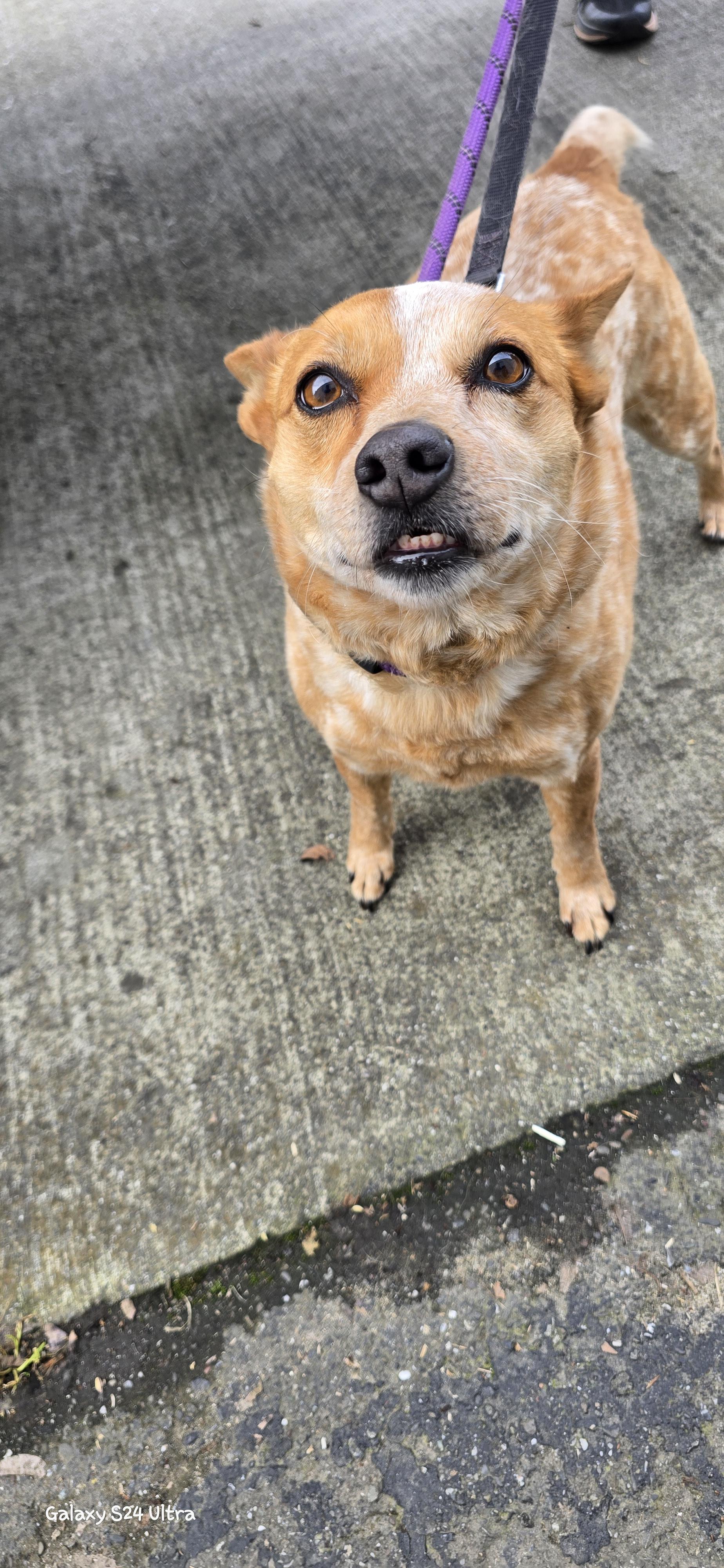 Enlarge Mika, a ADOPTABLE Australian Cattle Dog / Blue Heeler in Woodland, CA image 2/2