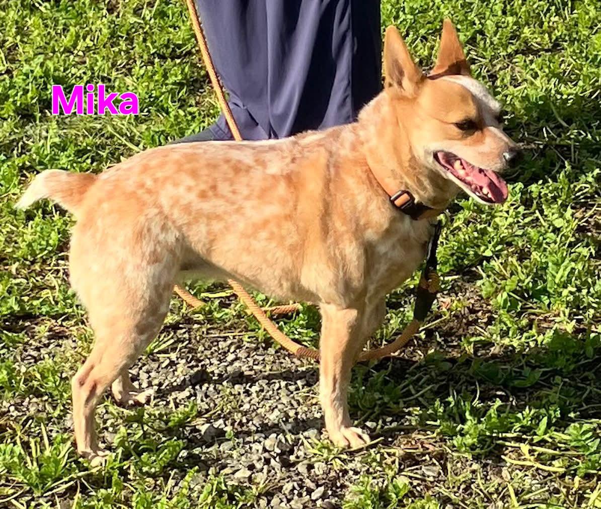 Mika, ADOPTABLE, Adult Female Australian Cattle Dog / Blue Heeler.