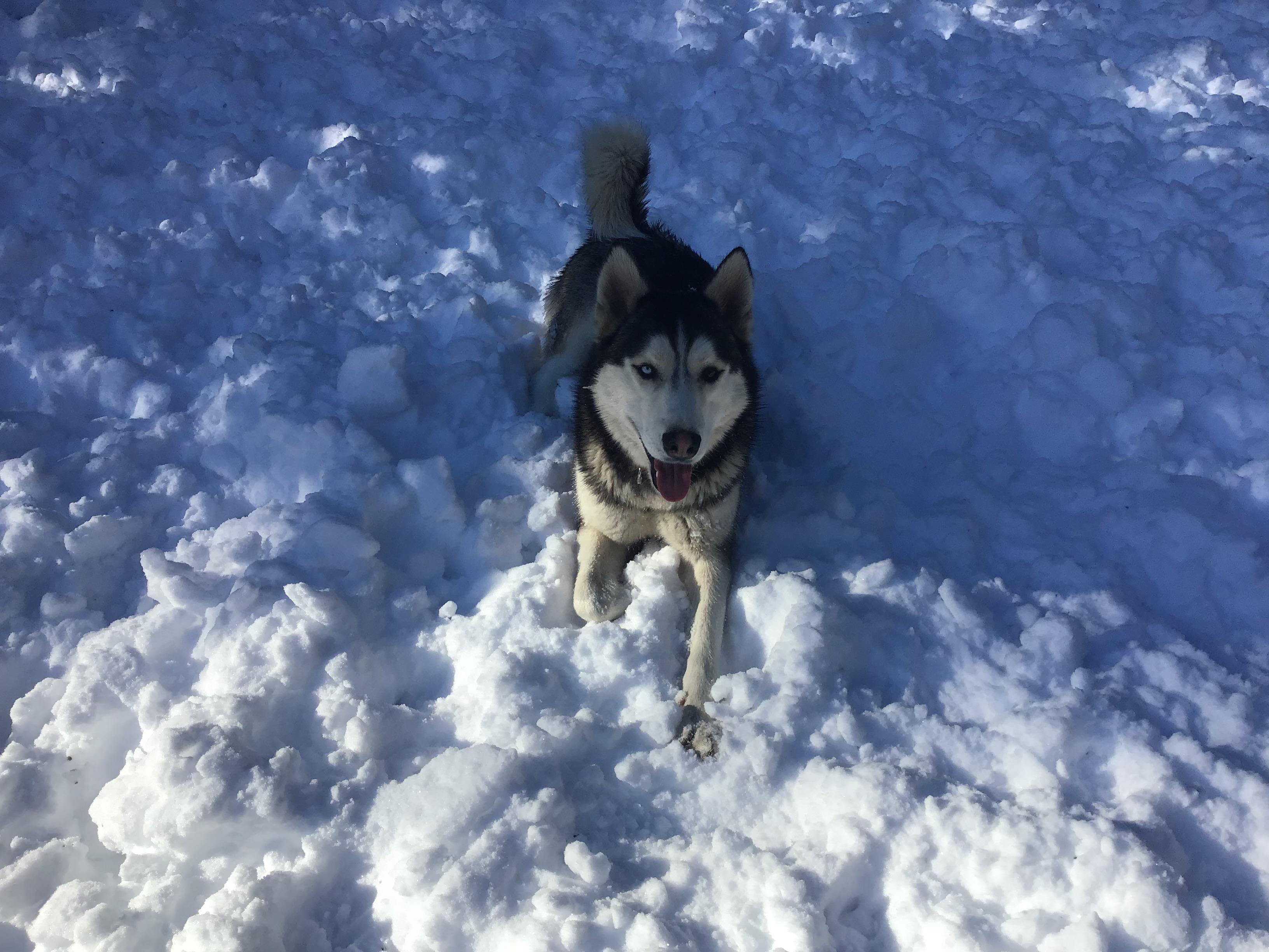 Courtesy Post - Diesel, a Adoptable Siberian Husky in Willits , CA image 2/4