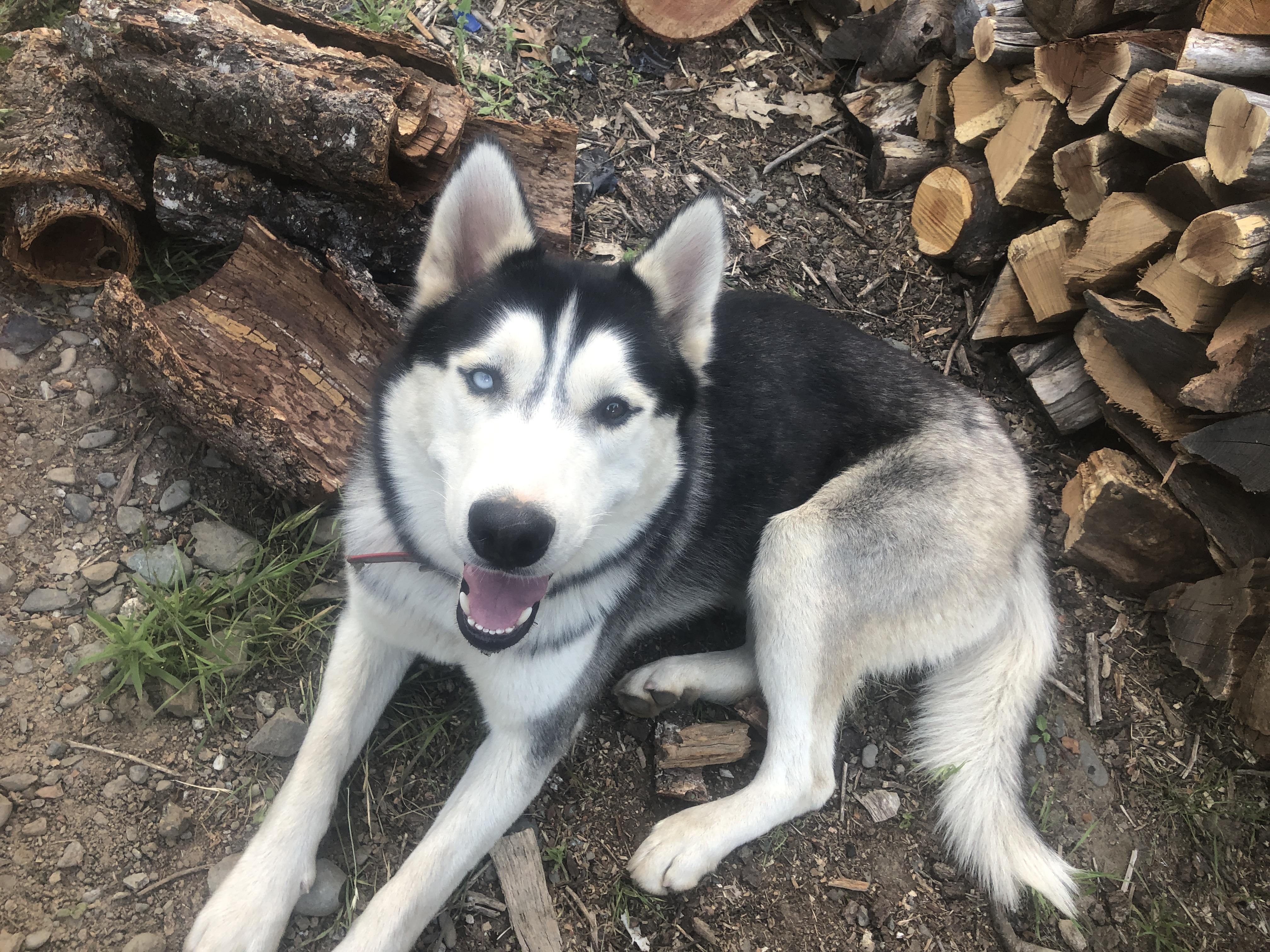 Courtesy Post - Diesel, Adoptable, Adult Male Siberian Husky.