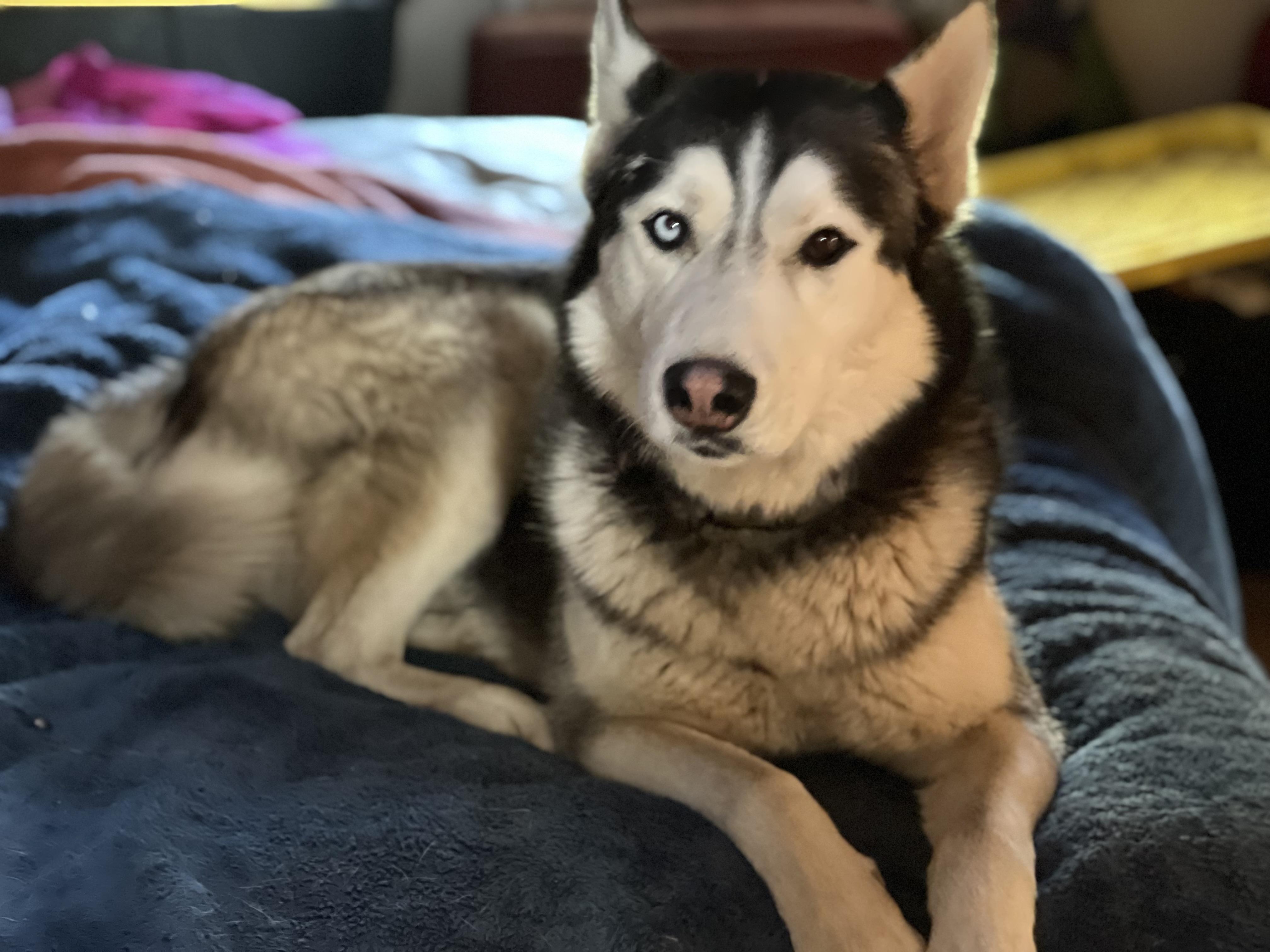 Courtesy Post - Diesel, a Adoptable Siberian Husky in Willits , CA image 3/4