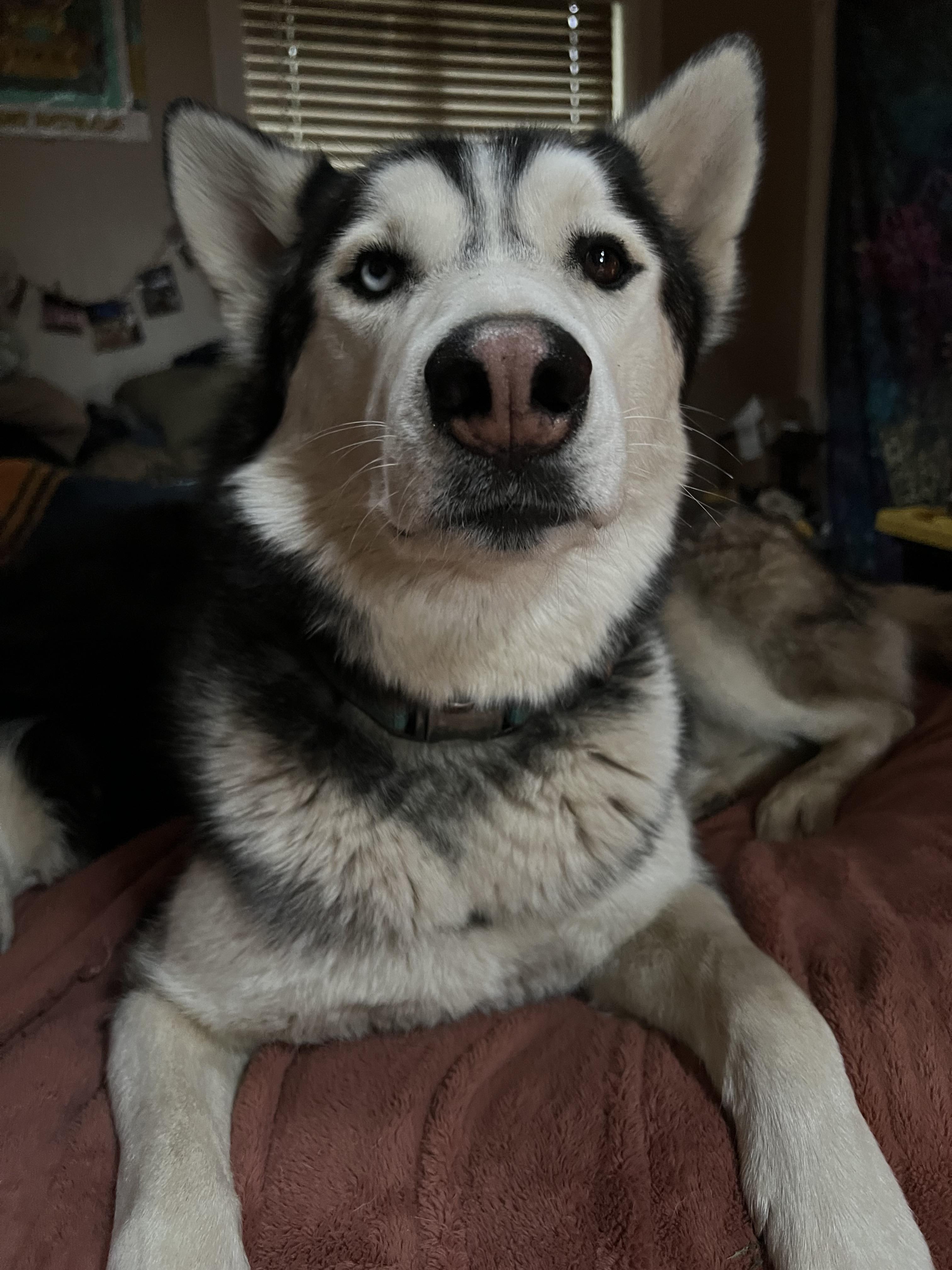Courtesy Post - Diesel, a Adoptable Siberian Husky in Willits , CA image 4/4