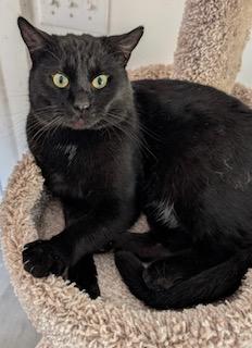 Samson - meet me at The Kitten Around Cat Lounge in Carthage!, an adopted Domestic Short Hair in Southern Pines, NC image 5/5