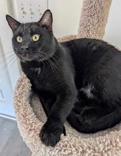 Samson - meet me at The Kitten Around Cat Lounge in Carthage!, an adopted Domestic Short Hair in Southern Pines, NC image 4/5