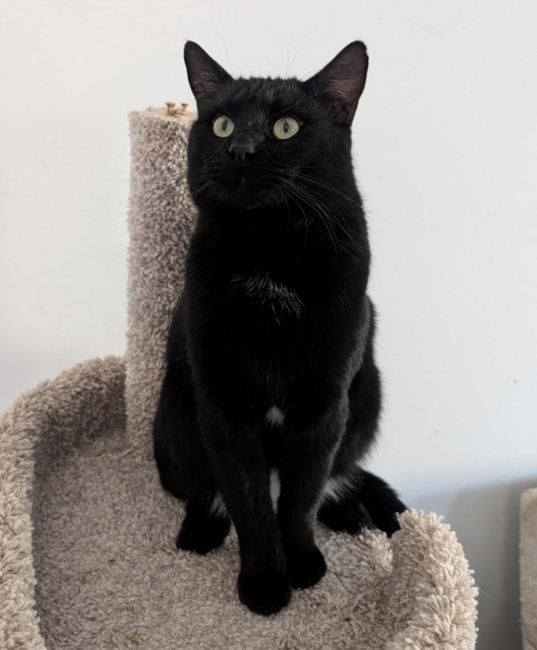 Samson - meet me at The Kitten Around Cat Lounge in Carthage!, an adopted Domestic Short Hair in Southern Pines, NC image 3/5