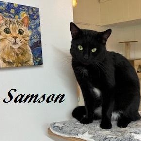 Samson - meet me at The Kitten Around Cat Lounge in Carthage!, adopted, Adult Male Domestic Short Hair.