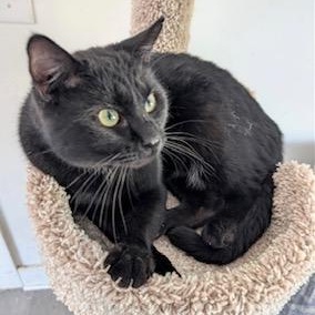 Samson - meet me at The Kitten Around Cat Lounge in Carthage!, an adopted Domestic Short Hair in Southern Pines, NC image 2/5