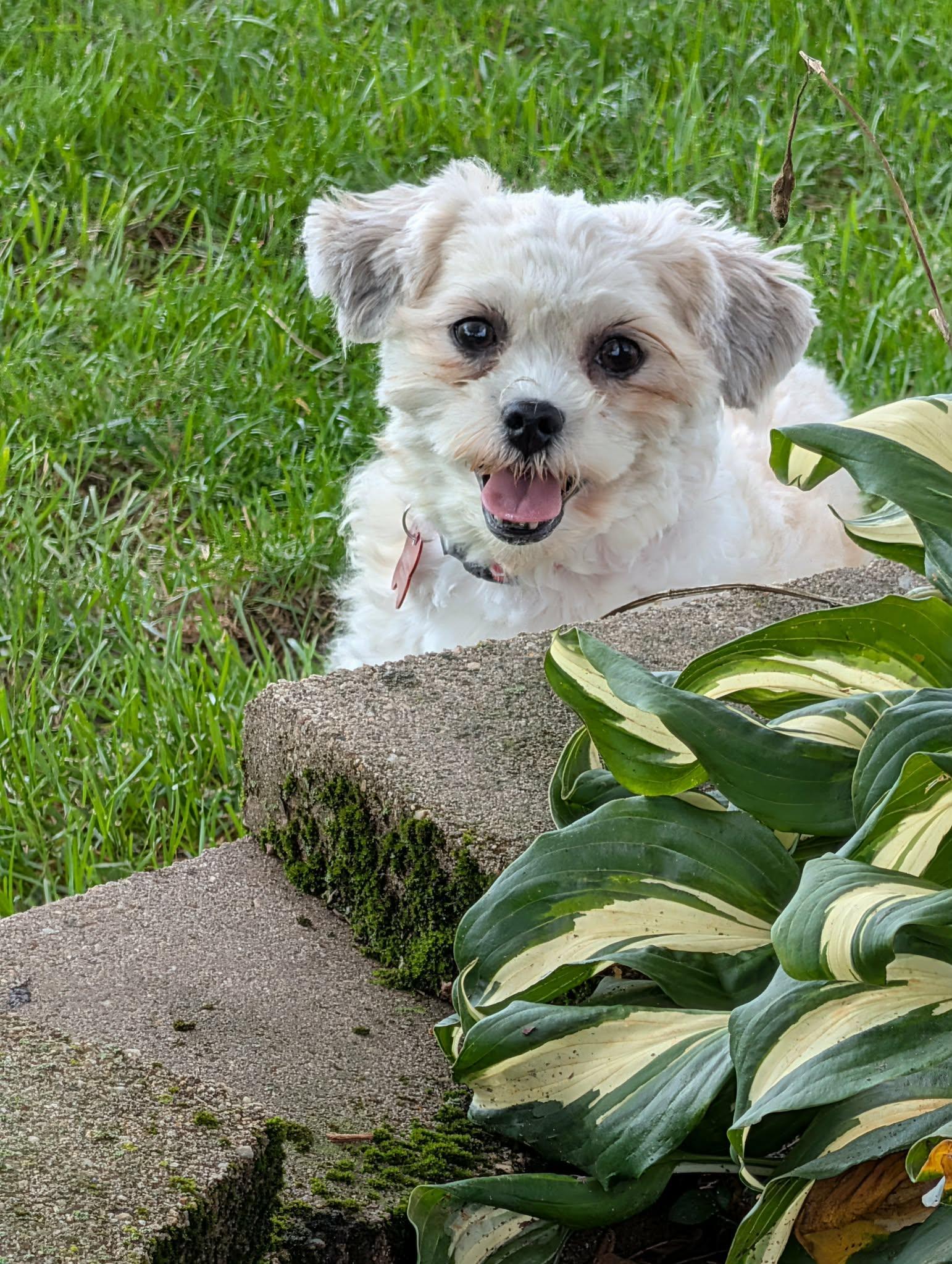 Enlarge Amy, a Adopted Shih poo in Whitewater, WI image 3/6