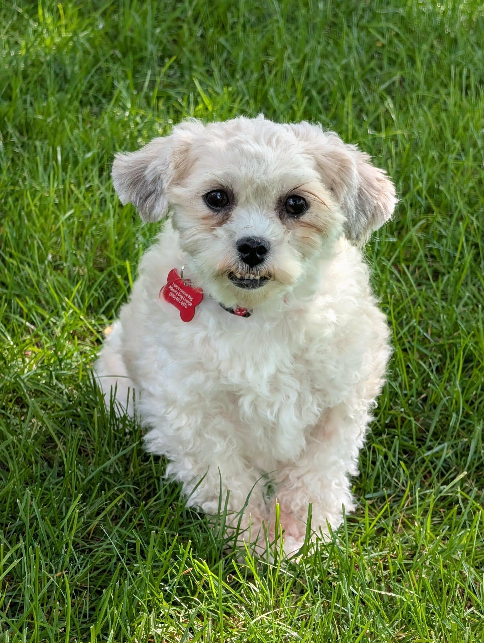 Enlarge Amy, a Adopted Shih poo in Whitewater, WI image 1/6