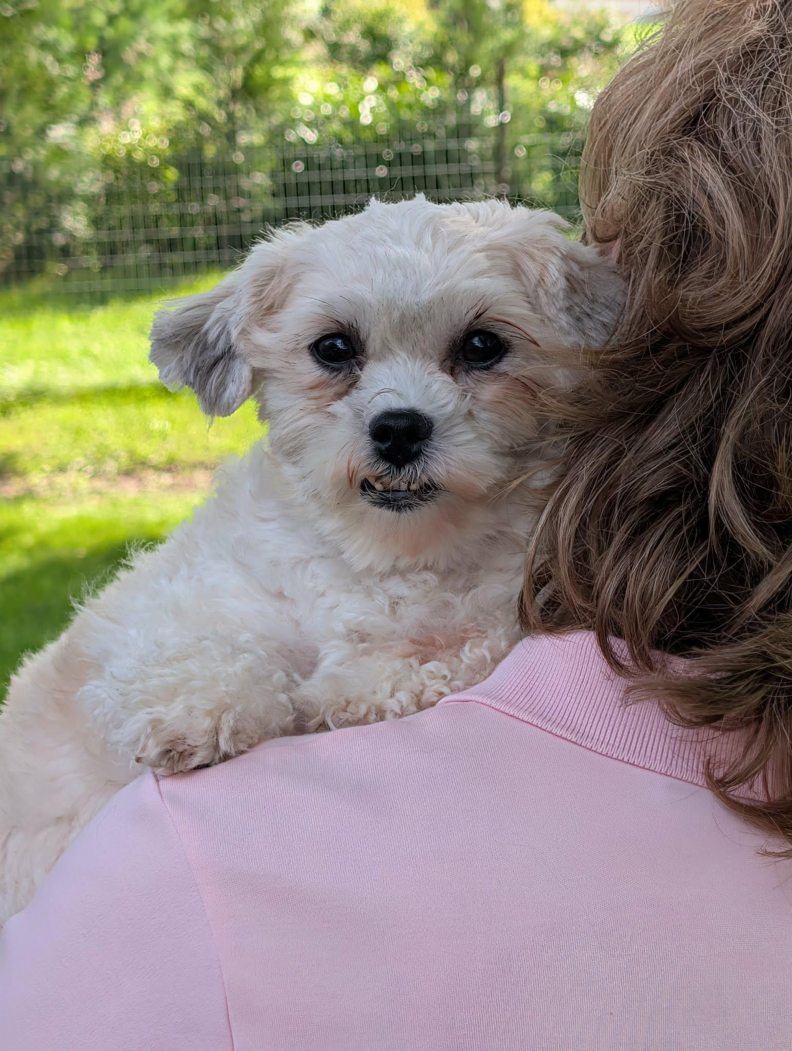 Enlarge Amy, a Adopted Shih poo in Whitewater, WI image 2/6
