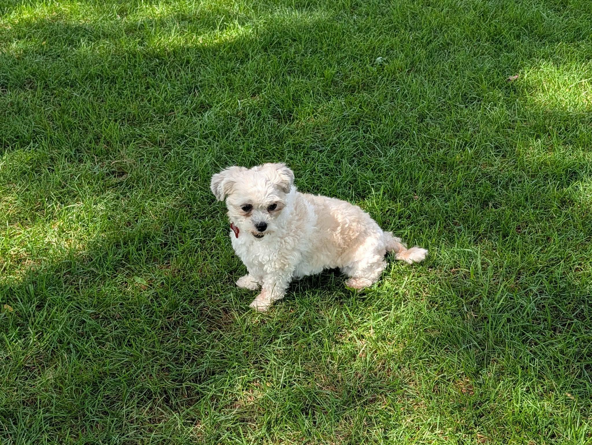 Enlarge Amy, a Adopted Shih poo in Whitewater, WI image 4/6