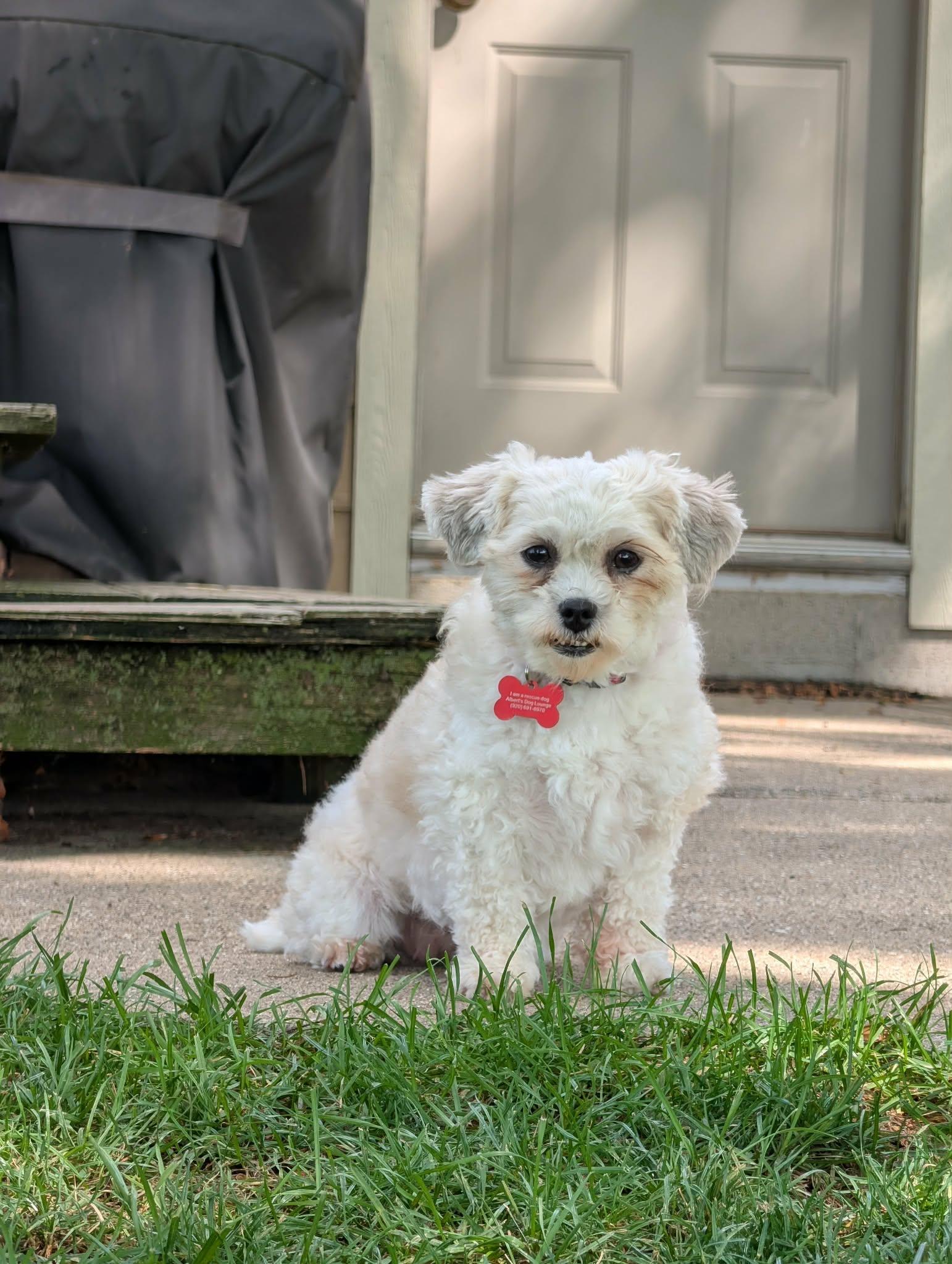 Enlarge Amy, a Adopted Shih poo in Whitewater, WI image 6/6