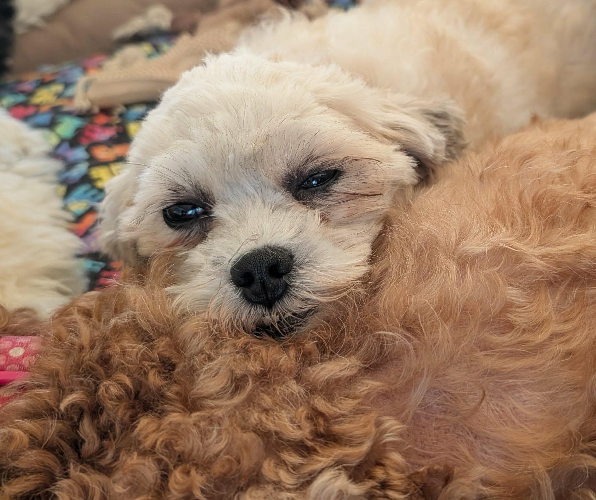 Enlarge Amy, a Adopted Shih poo in Whitewater, WI image 5/6