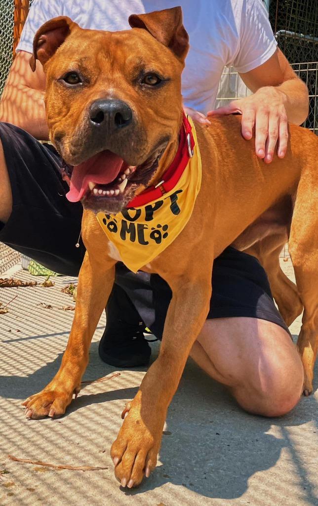 Big Mac, Adoptable, Adult Male American Bulldog.