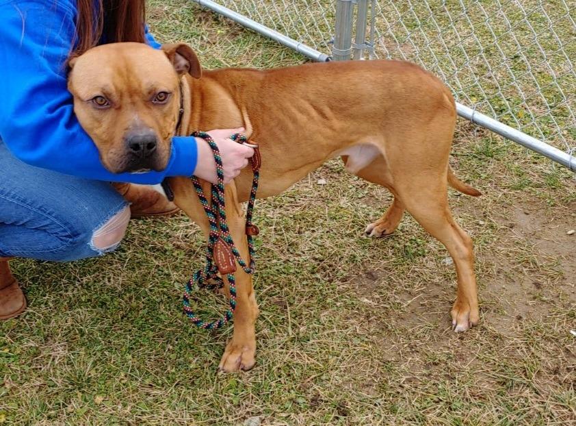 Big Mac, a Adoptable American Bulldog in Berlin, MD image 2/6