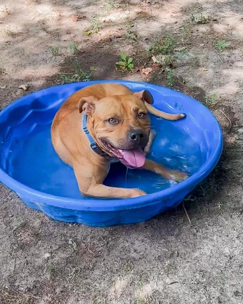 Big Mac, a Adoptable American Bulldog in Berlin, MD image 3/6
