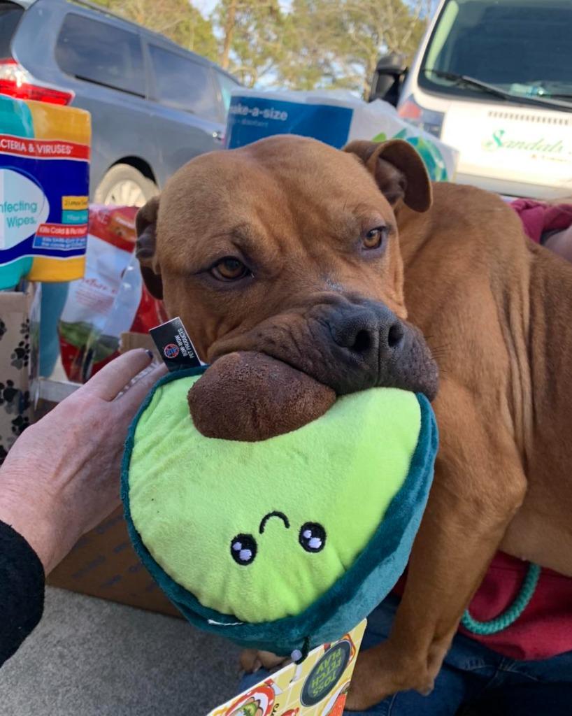 Big Mac, a Adoptable American Bulldog in Berlin, MD image 4/6