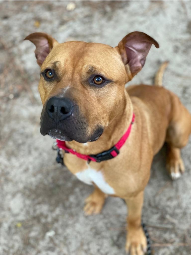 Big Mac, a Adoptable American Bulldog in Berlin, MD image 6/6