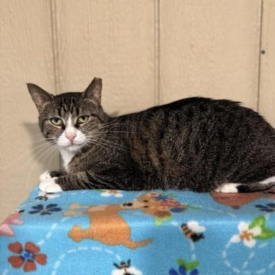 Enlarge Luna, a Adoptable mixed breed in RATON, NM image 2/6