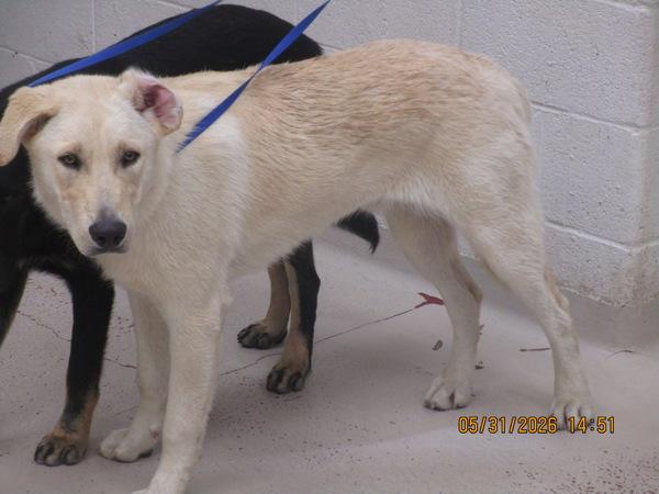 Enlarge Fritz (20), a Adoptable mixed breed in Marietta, GA image 1/1