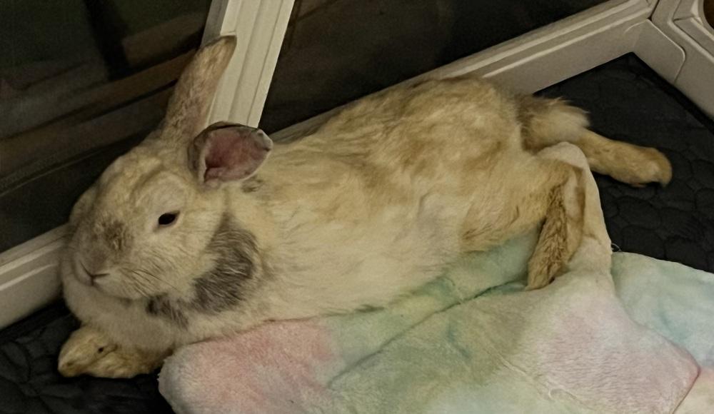 Lemon Drop, Adoptable, Adult Female Bunny Rabbit.