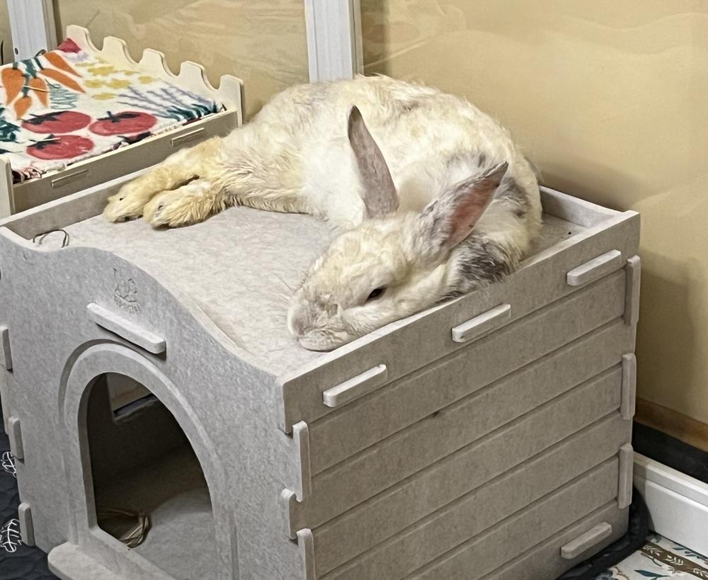 Enlarge Lemon Drop, a Adoptable Bunny Rabbit in Westford, MA image 2/6