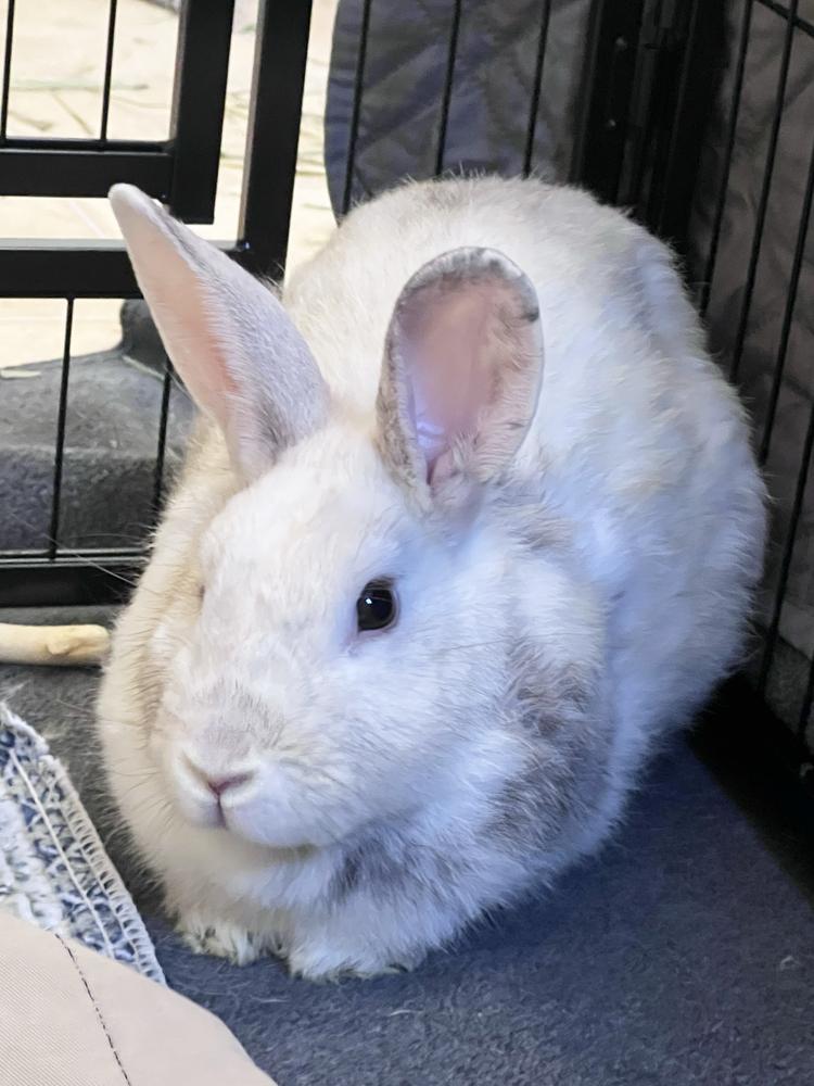 Enlarge Lemon Drop, a Adoptable Bunny Rabbit in Westford, MA image 3/6
