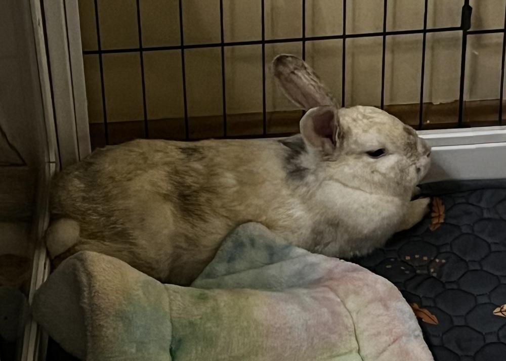 Enlarge Lemon Drop, a Adoptable Bunny Rabbit in Westford, MA image 4/6